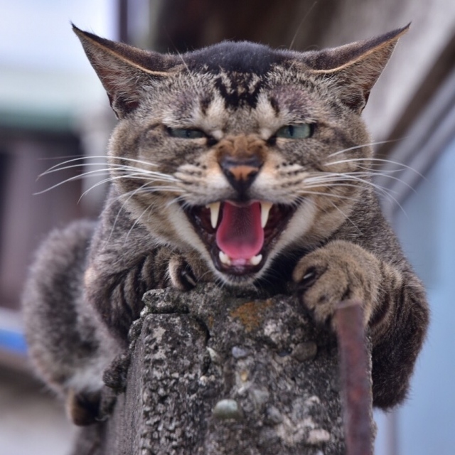 猫 食欲 不振 元気 は ある